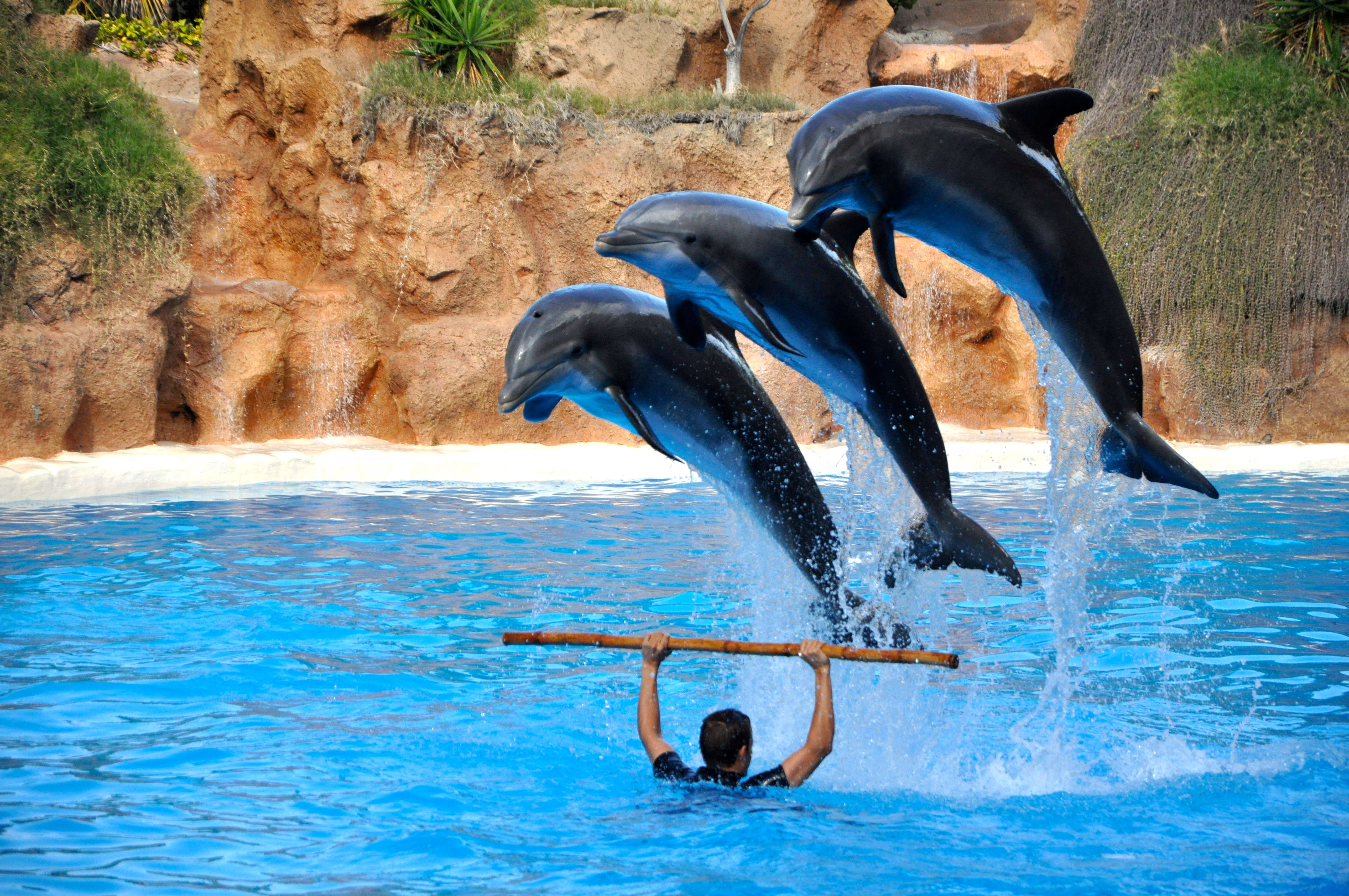 selection-header